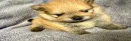 Pomeranian dogs for sale: Gorgeous small Pomeranian puppies 🐻 - Advert 12