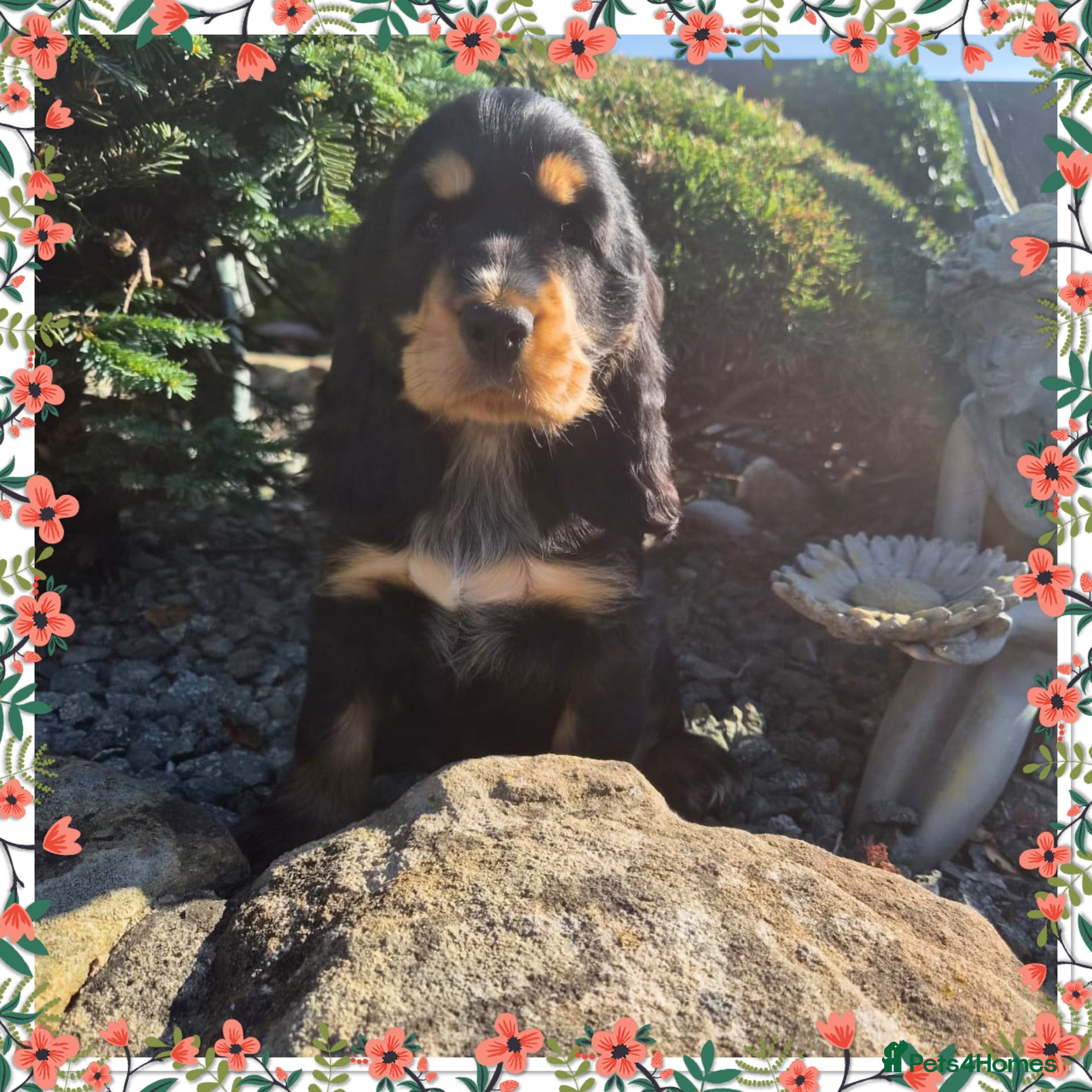Cocker Spaniel dogs Kc reg Cocker Spaniel puppies READY NOW ! - Advert 2