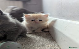 Maine Coon cats for sale: Maine Coon Kittens - Image 10