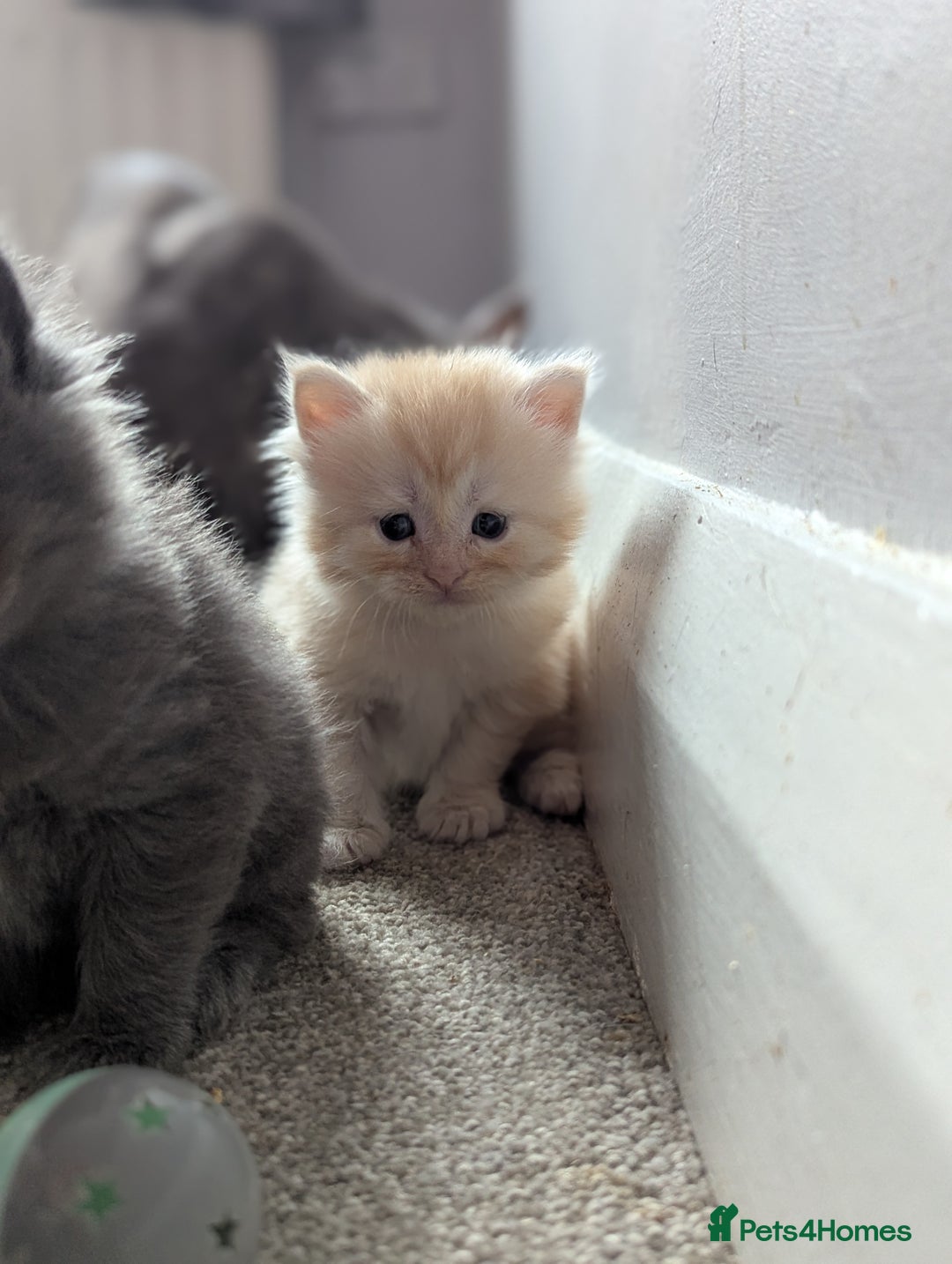 Maine Coon cats for sale: Maine Coon Kittens - Image 10