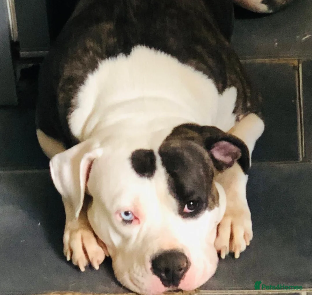 American Bulldog dogs for sale: American Bulldog Puppies  in Luton - Advert 1