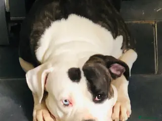 American Bulldog dogs American Bulldog Puppies - Advert 1