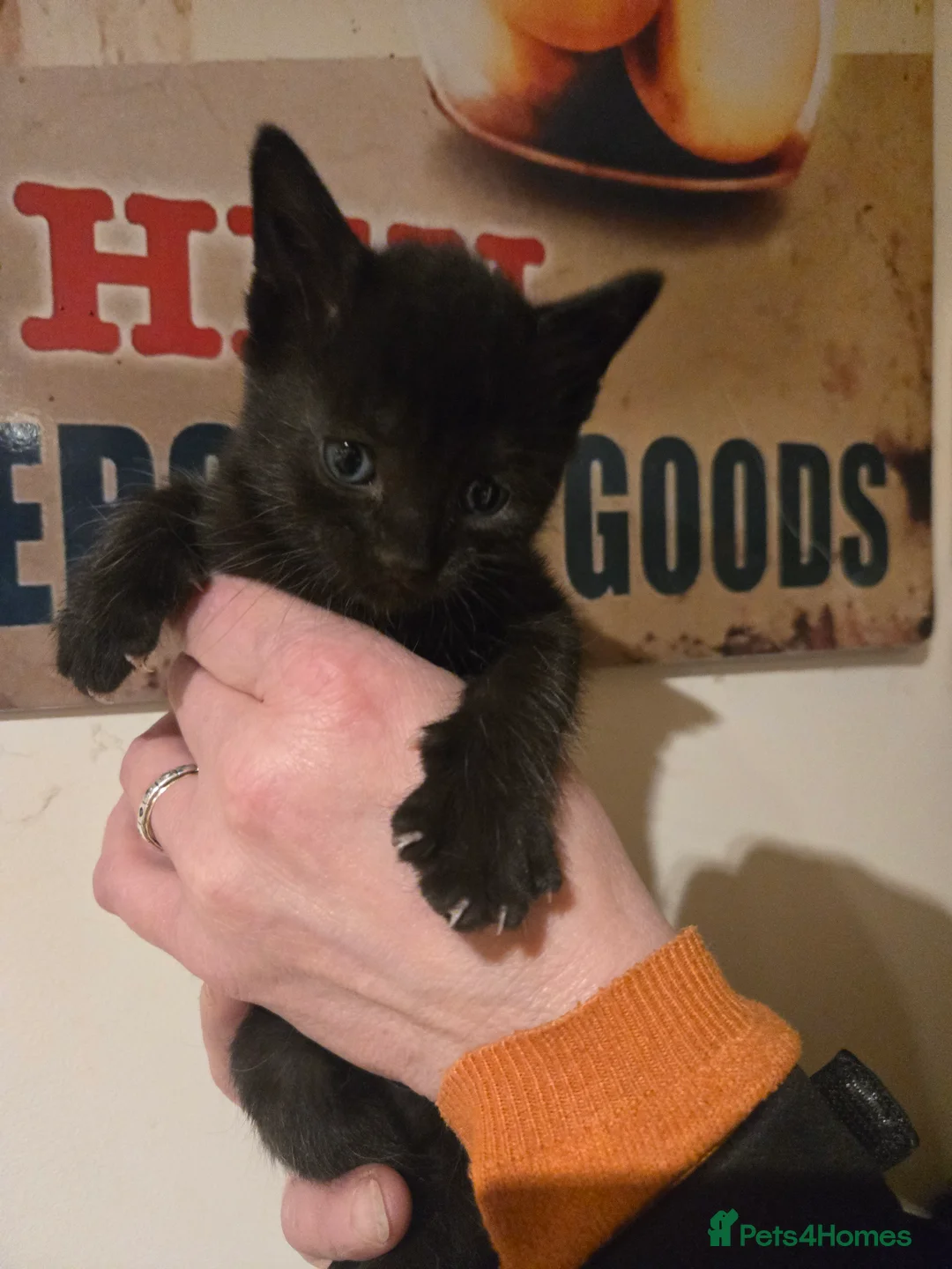 Mixed Breed cats for sale: Gorgeous black kittens house reared. - Advert 13
