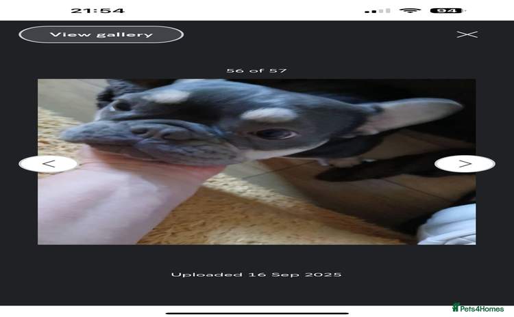 French Bulldog dogs - Advert 3