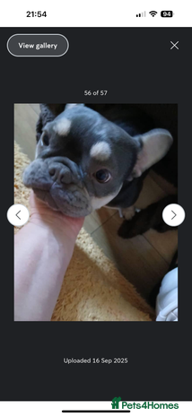 French Bulldog dogs - Advert 3