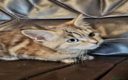 Mixed Breed cats for sale: Two short haired cross kittens available  - Image 1