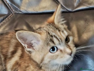 Mixed Breed cats Two short haired cross kittens available - Advert 14