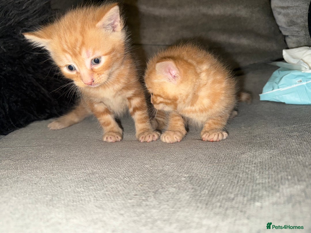 Mixed Breed cats for sale: Stunning kittens ready for new homes  - Advert 16