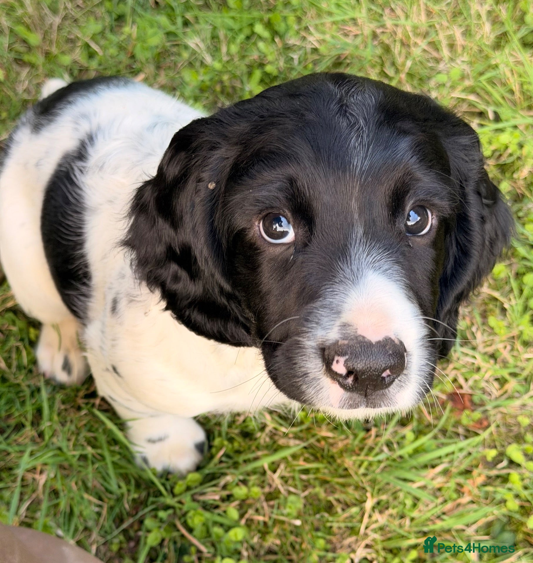 English Springer Spaniel dogs KC Registered Black & White ESS Puppies - Advert 2