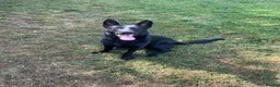 German Shepherd dogs for sale: Lucy  - Advert 10