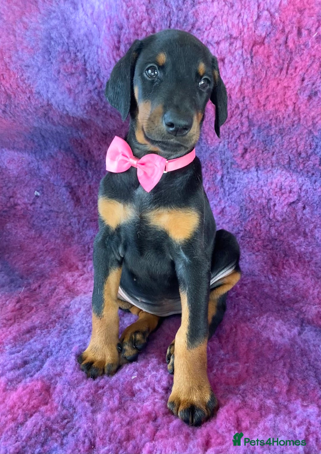 Dobermann dogs for sale: KC REG HEALTH TESTED EUROPEAN DOBERMAN : REDUCED! - Advert 34