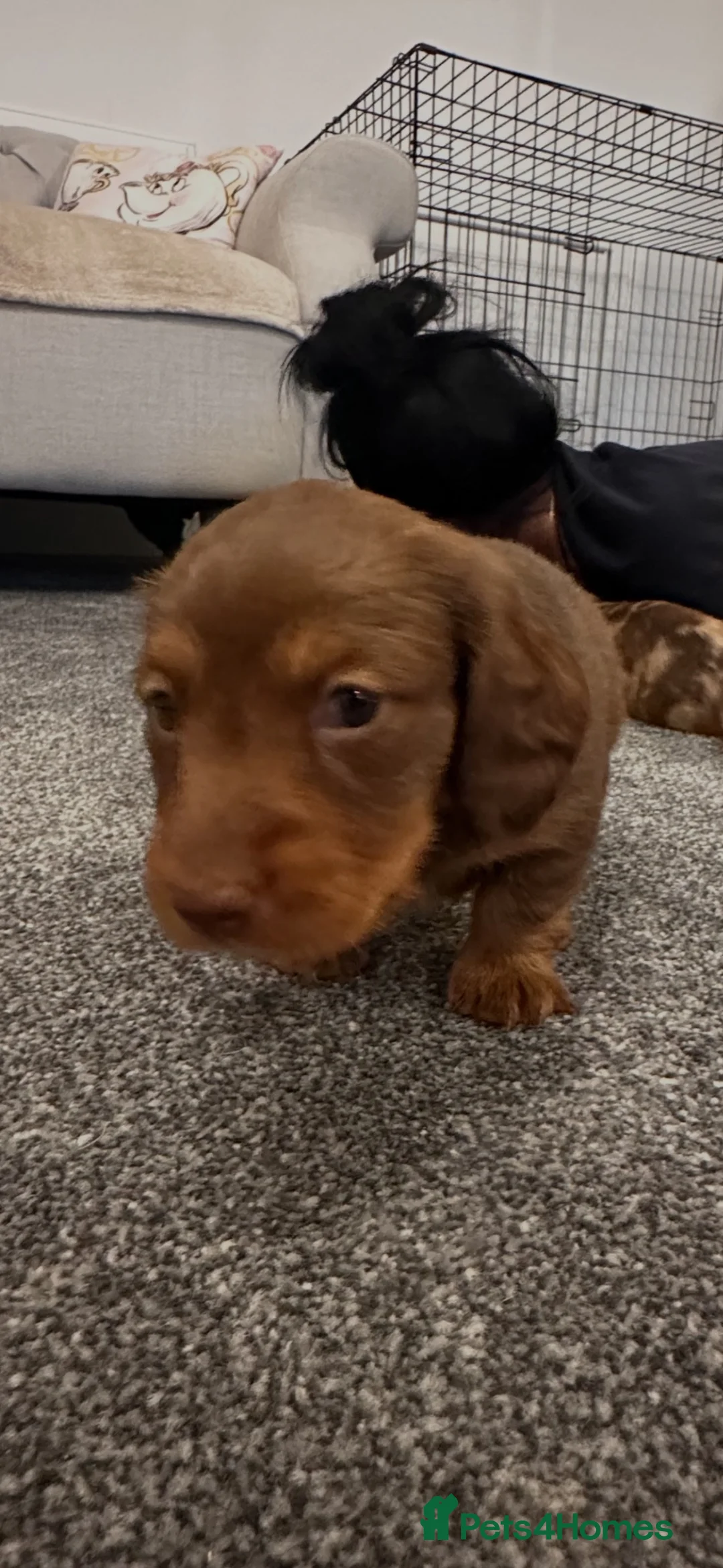 Miniature Dachshund dogs for sale: Miniature dachshund dapple in Warrington - Advert 14