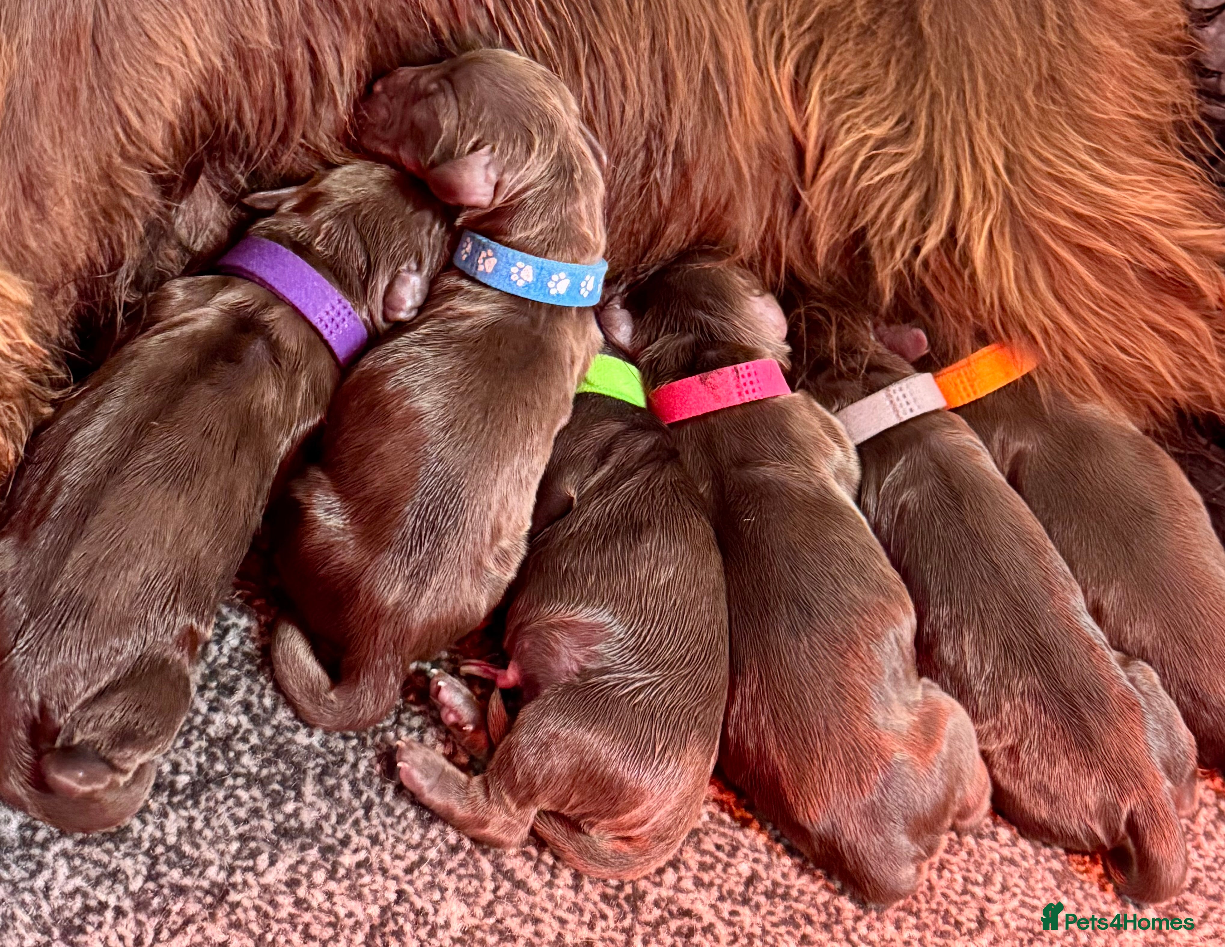 Cocker Spaniel dogs Kennel club registered  - Advert 1