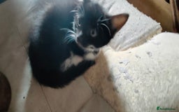 Mixed Breed cats for sale: 🐾 Kittens Ready for Their Forever Homes 🐾 - Image 2