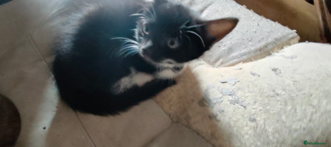 Mixed Breed cats for sale: 🐾 Kittens Ready for Their Forever Homes 🐾 - Image 2
