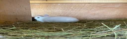 Netherland Dwarf rabbits for sale: Gorgeous Netherland dwarf babies - Advert 5