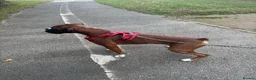 Boxer dogs for sale: Gorgeous Boxer Babies  - Advert 14