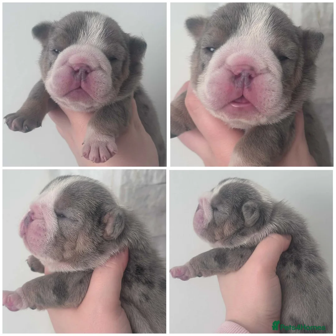 English Bulldog dogs for sale: Stunning kc registered English bulldogs  - Advert 6