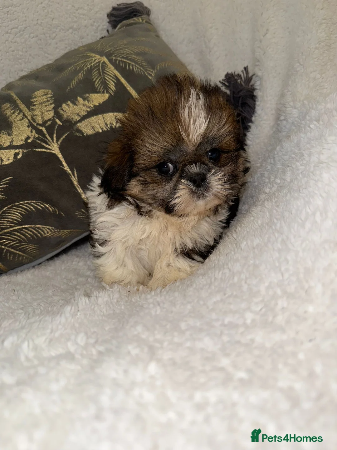 Shih Tzu dogs for sale: 🩷 Stunning Tiny KC Shih Tzu Puppies 💙 - Advert 13