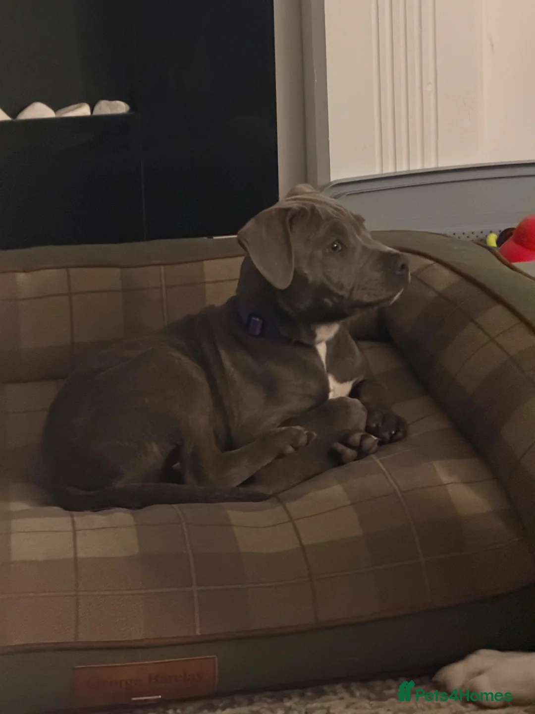 Staffordshire Bull Terrier dogs for sale: 14 week old female blue brindle staffy x puppy - Advert 2