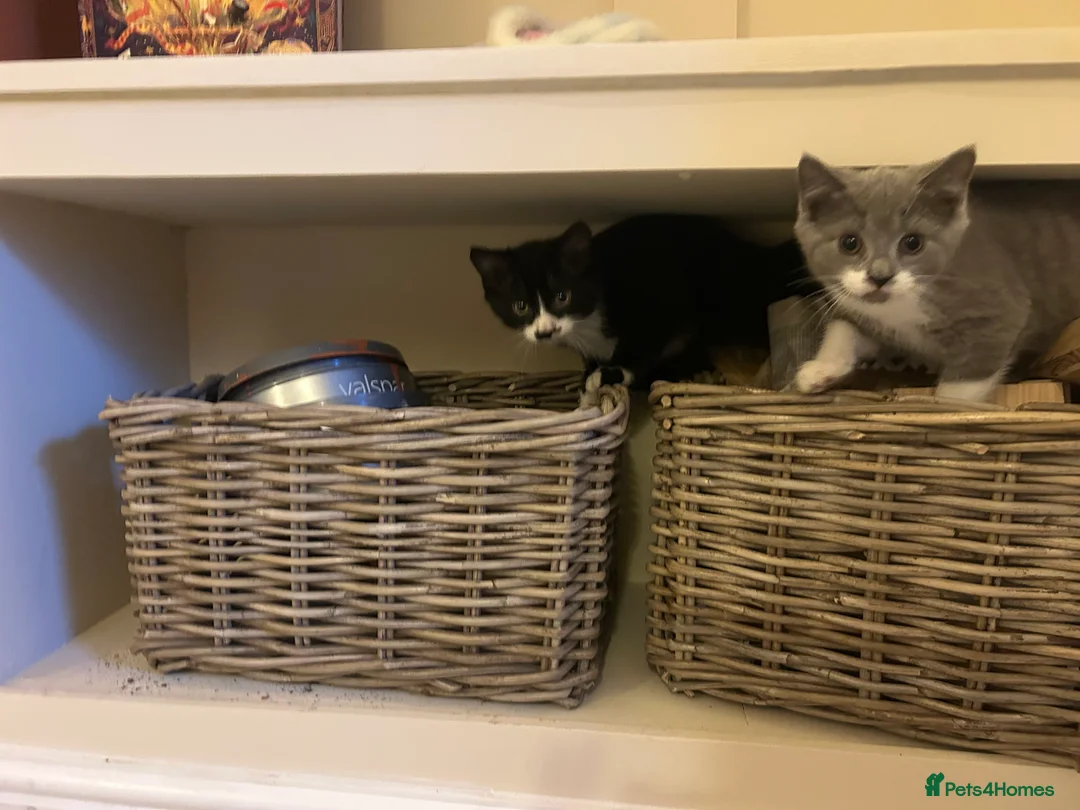 Mixed Breed cats for sale: Looking for the best home- (must go together) in Guildford - Advert 2