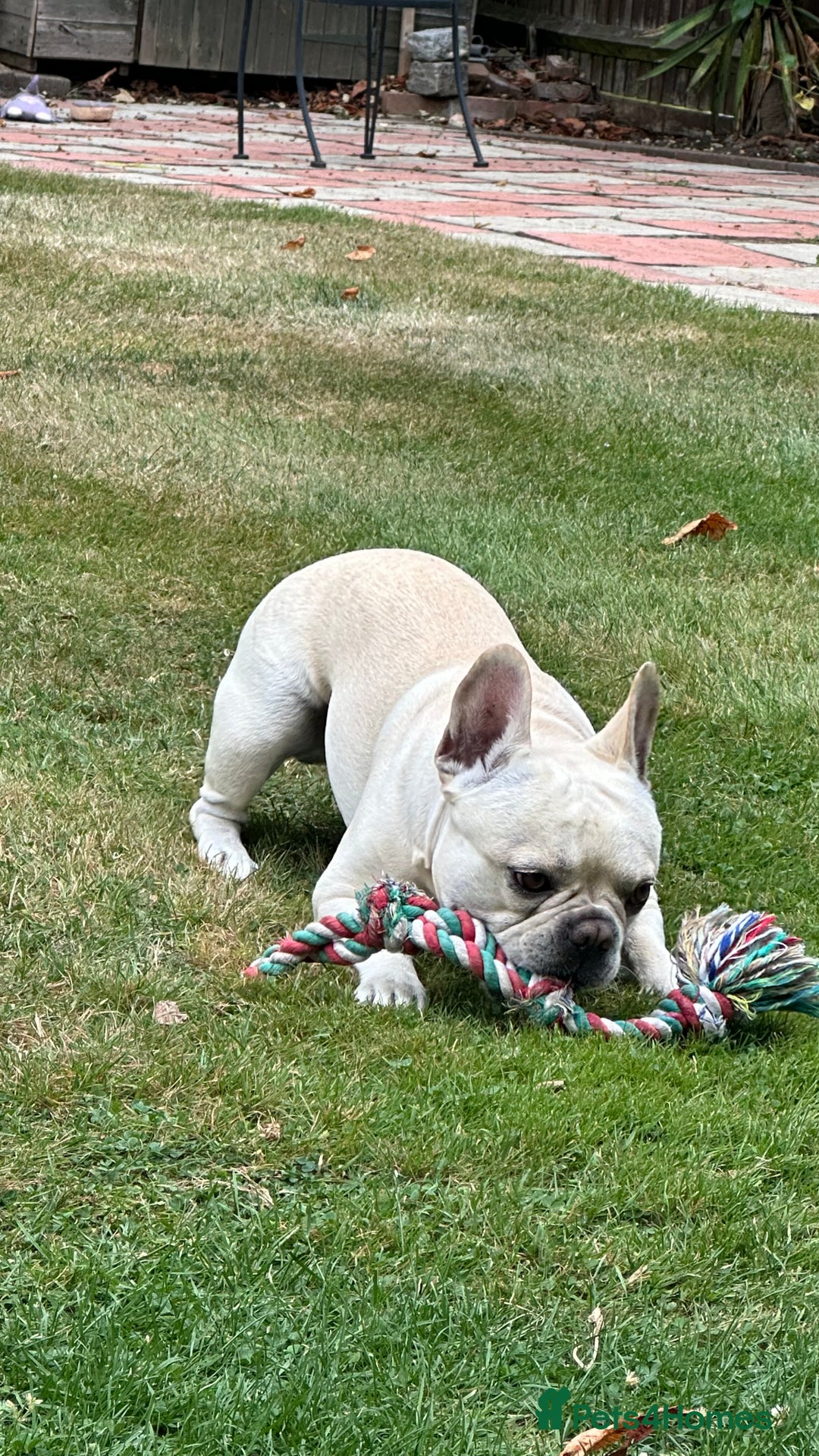 French Bulldog dogs for stud: 🔥 SIMBA 🔥 French Bulldog for Stud - Advert 10