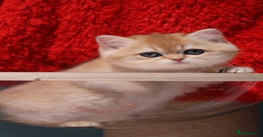 British Shorthair cats ✨Golden British Shorthair ready December✨ - Advert 7