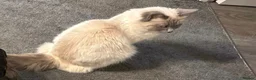 Ragdoll cats for sale: Female ragdoll ready now - Advert 8