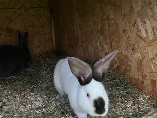 Mixed Breed rabbits They are very friendly and good with children - Advert 17