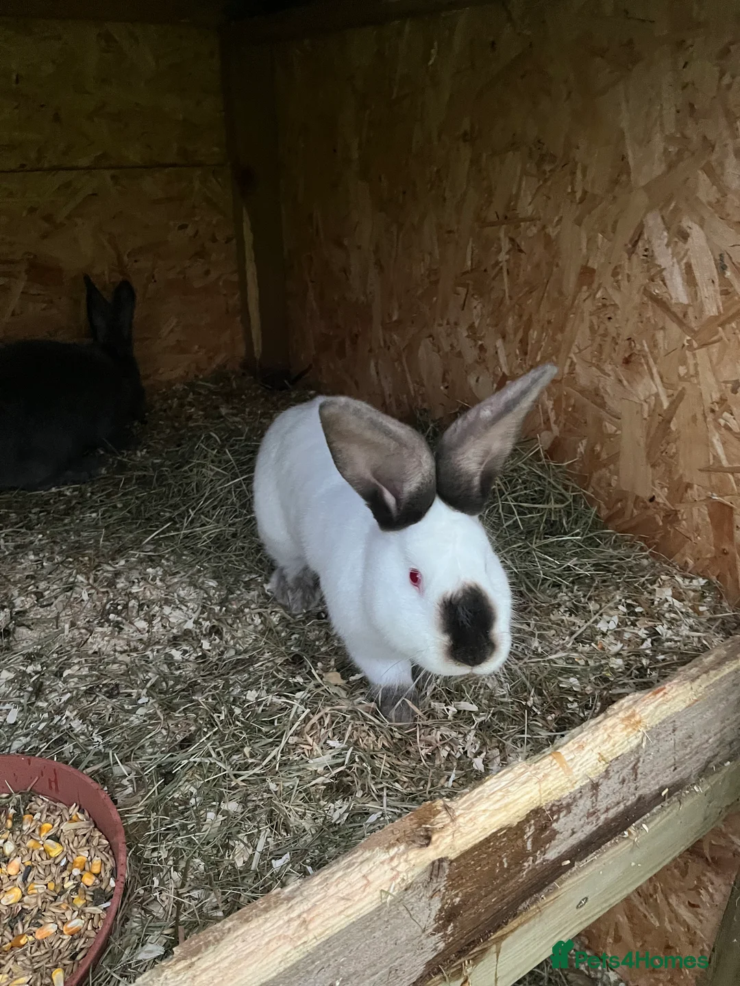 Mixed Breed rabbits for sale: They are very friendly and good with children  - Advert 1