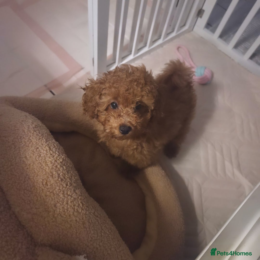 Toy Poodle dogs for sale: Gorgeous TINY red female toy poodle puppy  - Advert 2