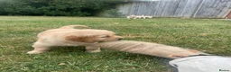 Golden Retriever dogs for sale: Gorgeous KC Registered Puppies in Sudbury - Advert 5