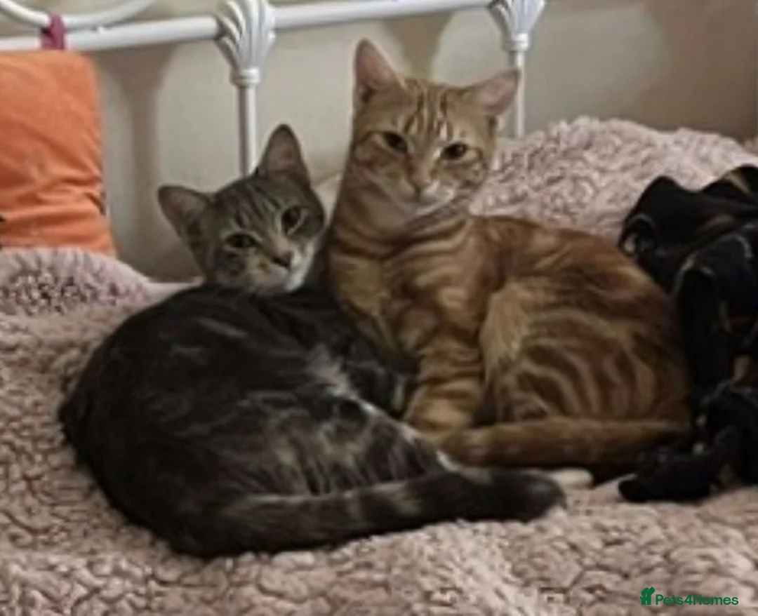 Mixed Breed cats for sale: Cute female tabbies looking for a loving home. =] - Advert 2