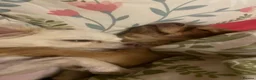 Chihuahua dogs for sale: Two Chihuahuas and a sausage dog - Advert 7