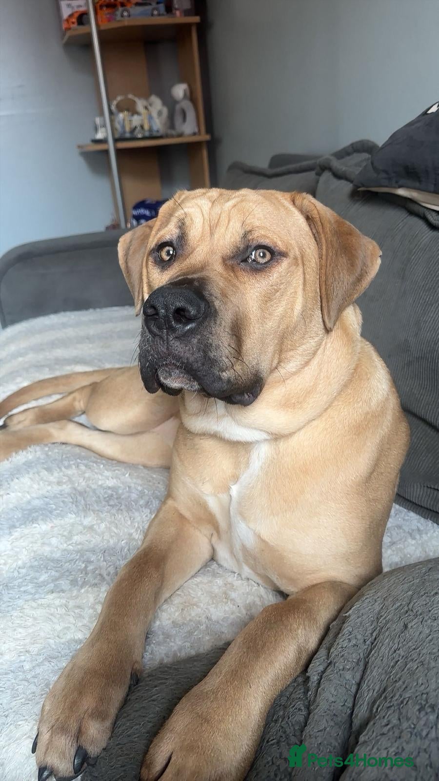 Mixed Breed dogs 7 month old female in Dunstable - Advert 16