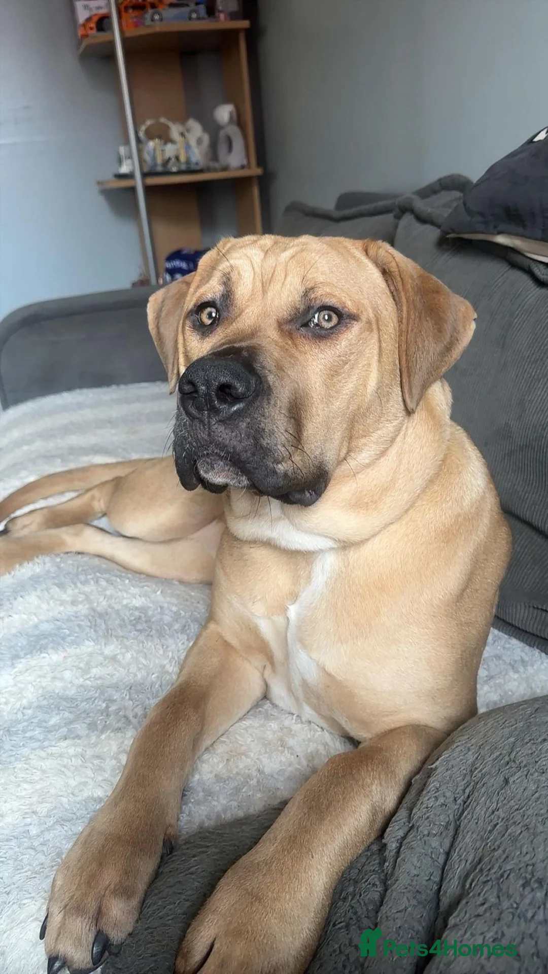 Mixed Breed dogs for sale: 7 month old female - Advert 1