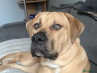 Mixed Breed dogs 7 month old female in Dunstable - Advert 16