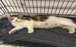Mixed Breed cats for sale: Beautiful kittens for sale  - Image 7