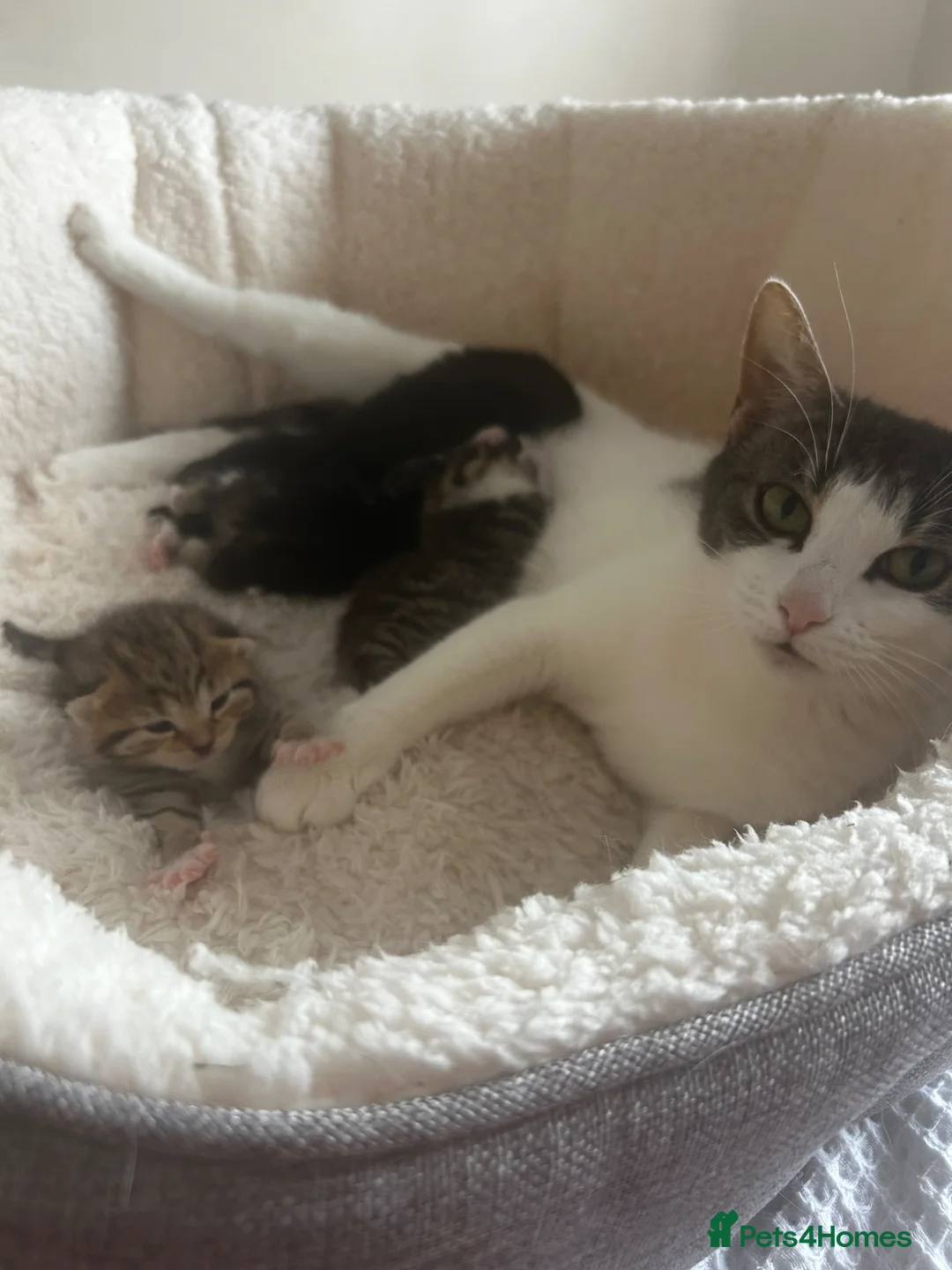 Domestic Shorthair cats for sale: Tuxedo male kitten 🐈‍⬛  - Advert 2