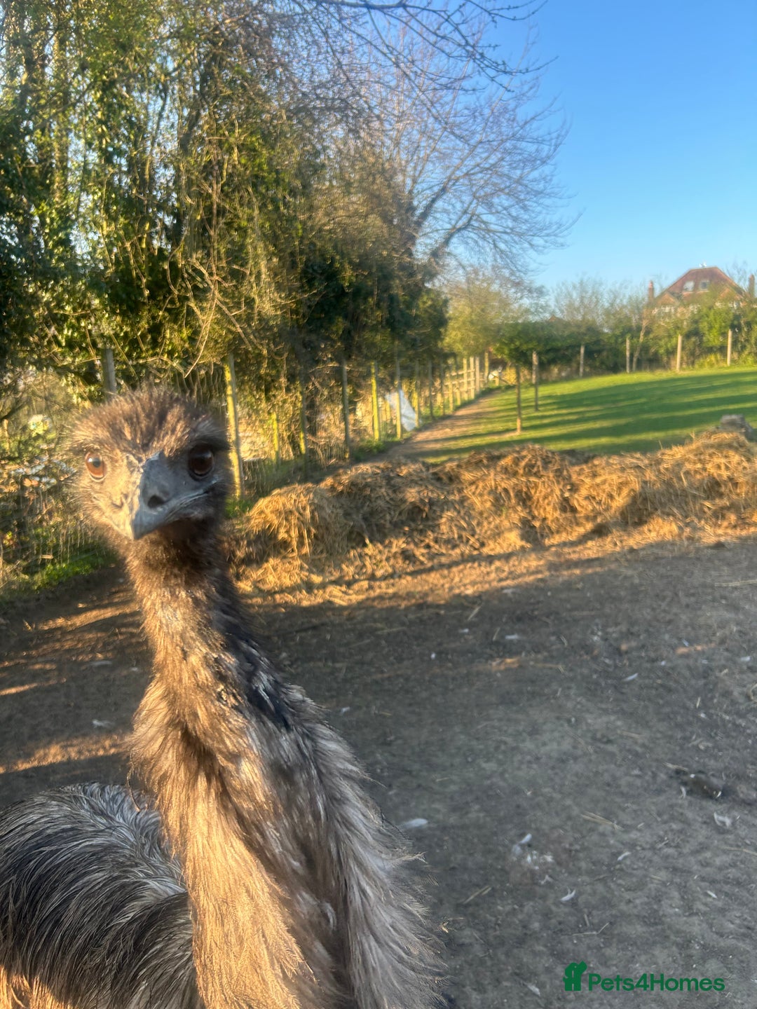 Emus poultry for sale: Trio of Unrelated Emus - Image 3