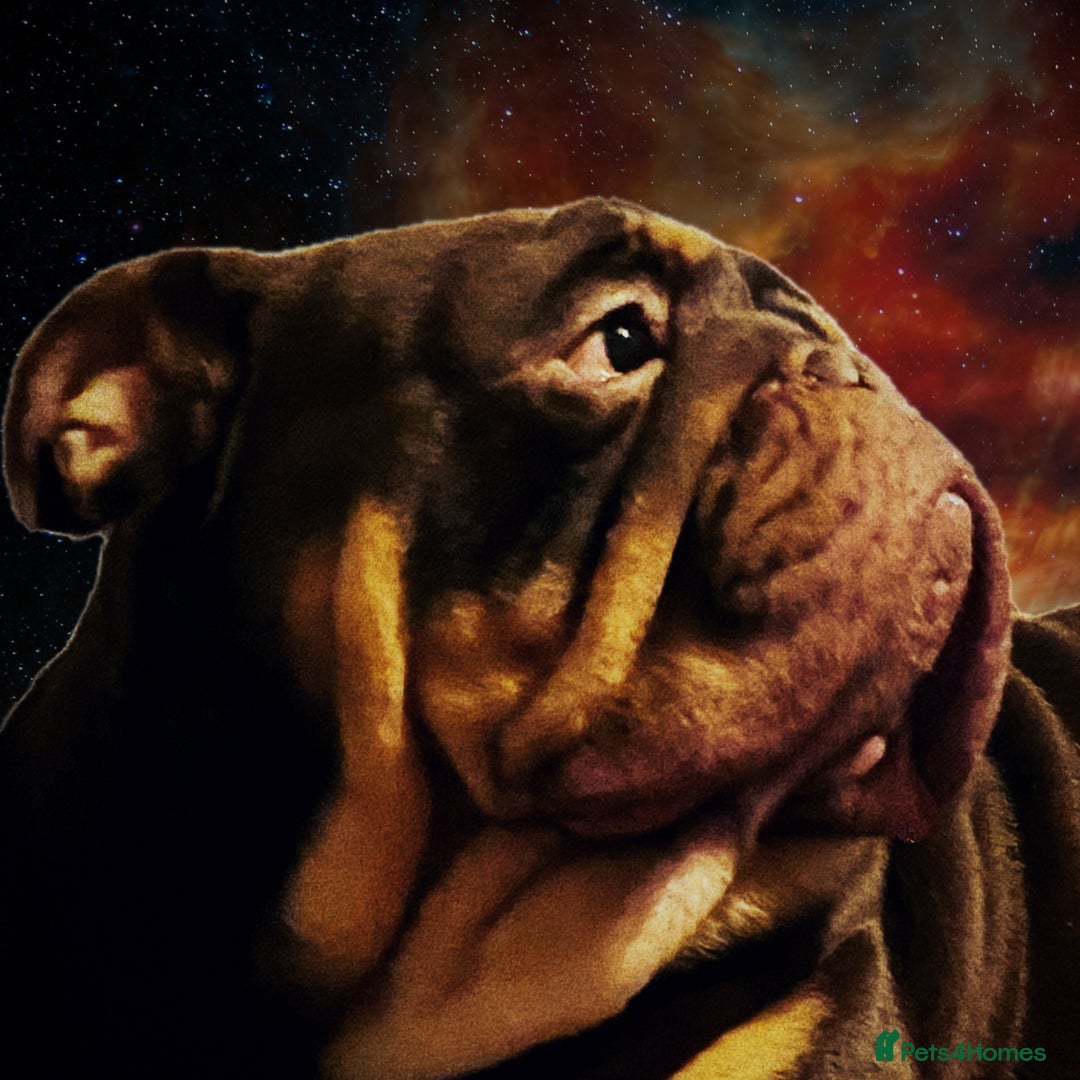 English Bulldog dogs for sale: English Bulldog Pair for Breeding - Image 12