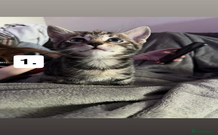 Mixed Breed cats - Advert 6