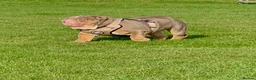 English Bulldog dogs for sale: English bulldog  - Advert 8