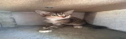 Mixed Breed cats for sale: Ragdoll x Siamese x Maine coon ready to leave  - Advert 9