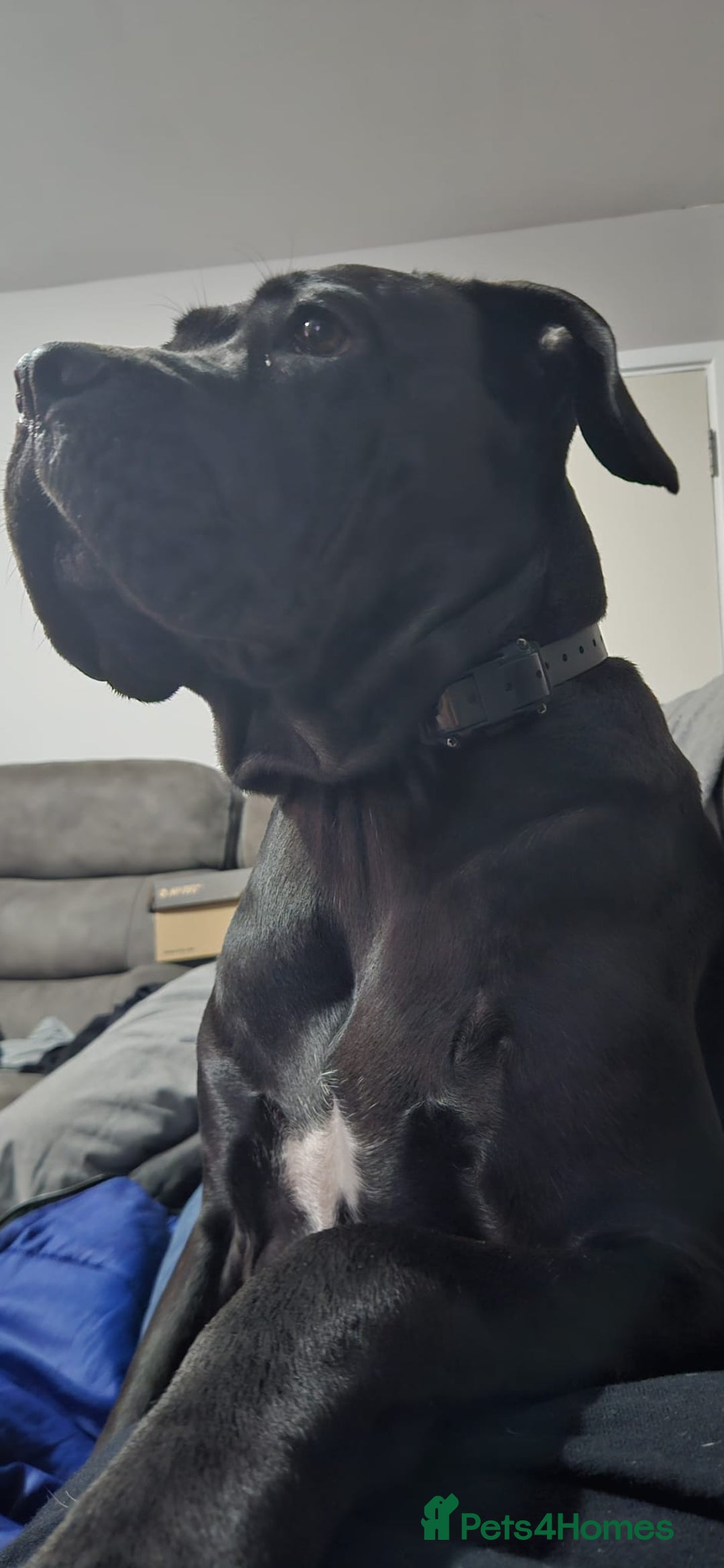 Cane Corso dogs for sale: 2yo cane corso  - Image 5