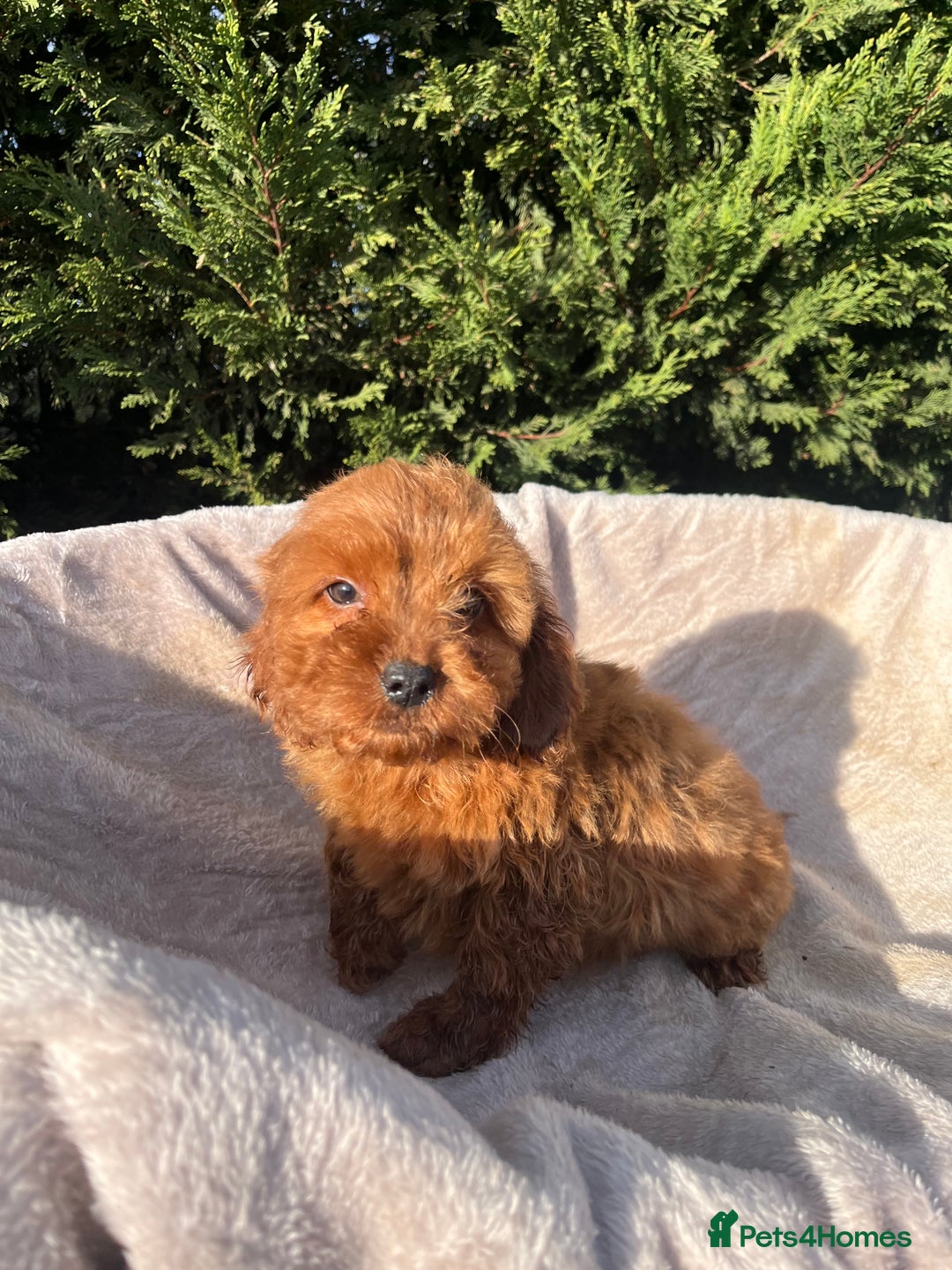 Cockapoo dogs for sale: Five beautiful cockapoos  - Advert 12