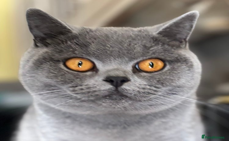 British Shorthair cats in Abergavenny - Advert 14
