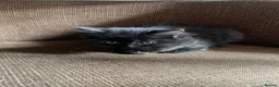 Mixed Breed cats for sale: £400 tortoise shell mix persian kittens - Advert 4