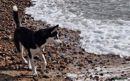 Siberian Husky dogs for sale: 1 year old husky in need of rehome  - Image 2