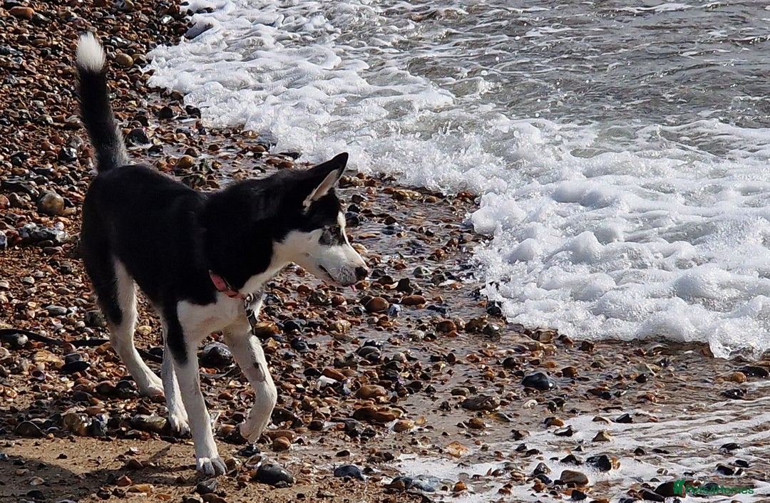 Siberian Husky dogs for sale: 1 year old husky in need of rehome  - Image 2
